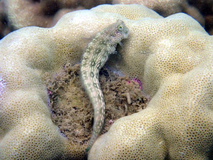 Crossosalarias macrospilus