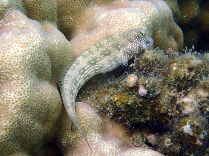 Crossosalarias macrospilus
