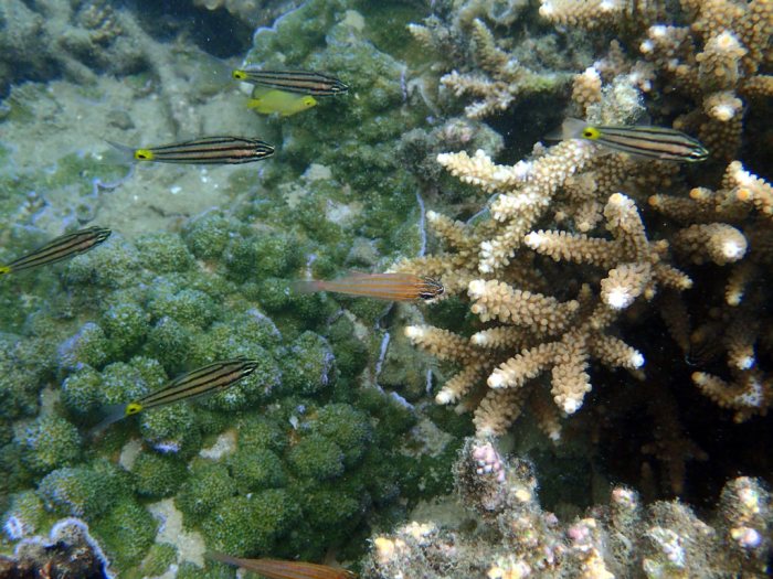 Cheilodipterus quinquelineatus