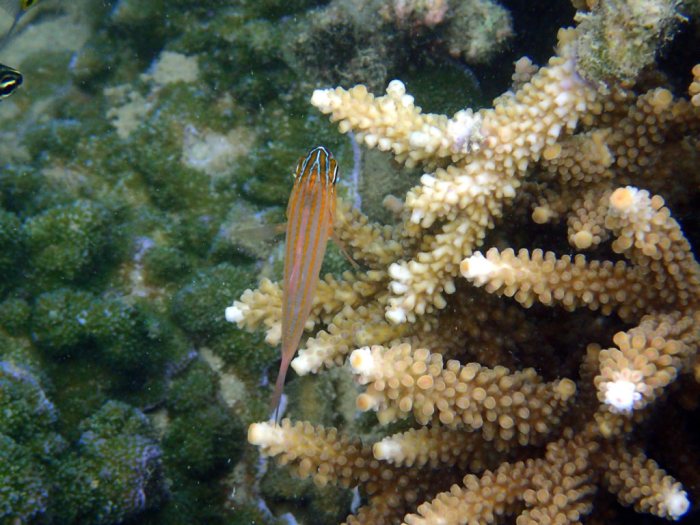 Ostorhinchus cyanosoma