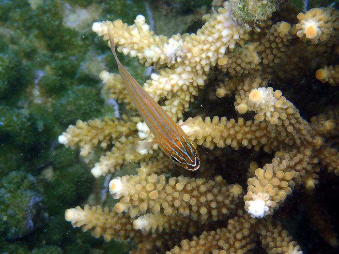 Ostorhinchus cyanosoma