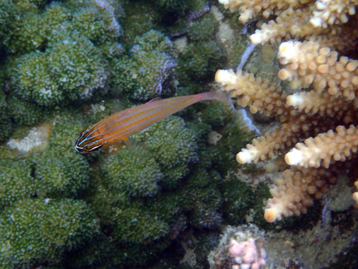Ostorhinchus cyanosoma