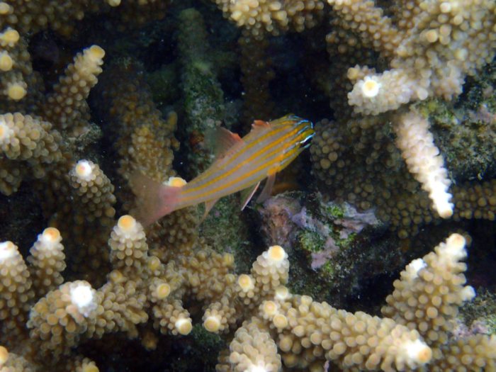 Ostorhinchus cyanosoma
