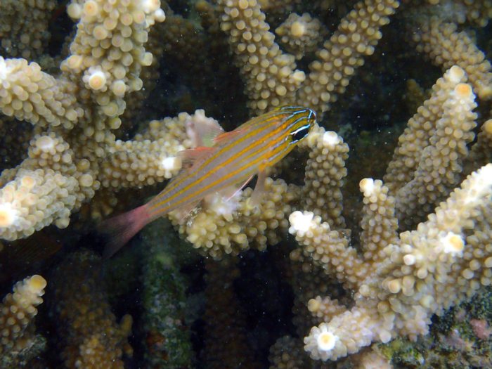 Ostorhinchus cyanosoma