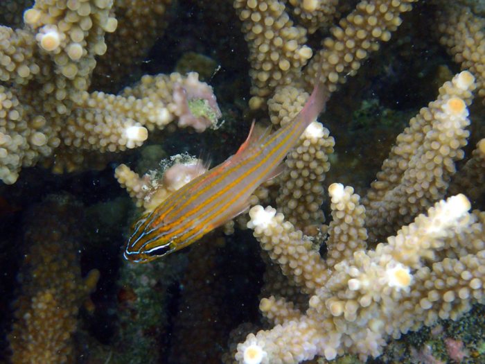 Ostorhinchus cyanosoma