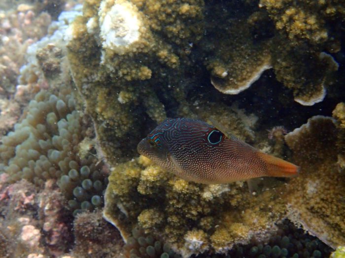 Canthigaster compressa