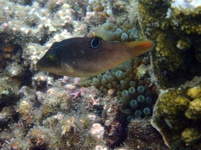 Canthigaster compressa