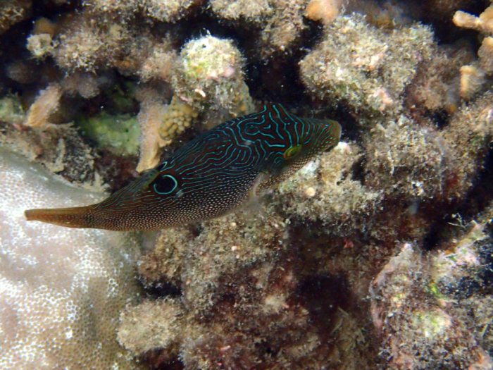 Canthigaster compressa