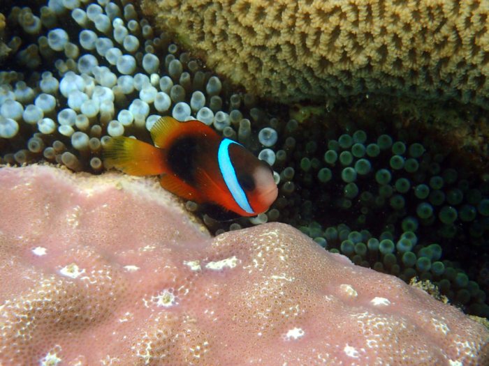 Amphiprion melanopus