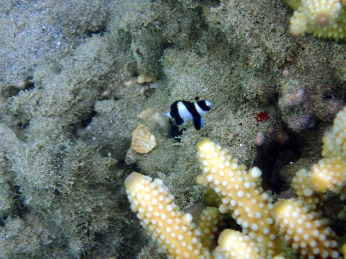 Dascyllus aruanus