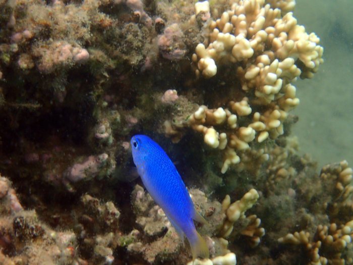 Pomacentrus pavo