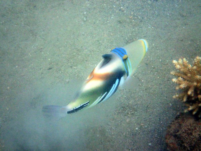 Rhinecanthus aculeatus