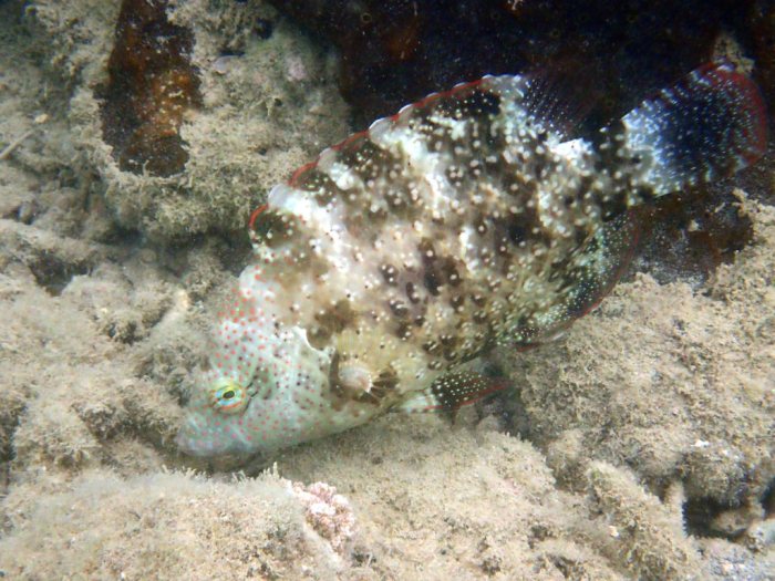 Cheilinus chlorourus