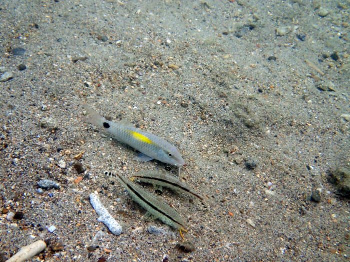 Parupeneus indicus