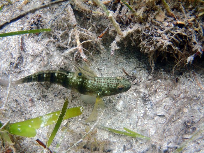 Amblygobius phalaena