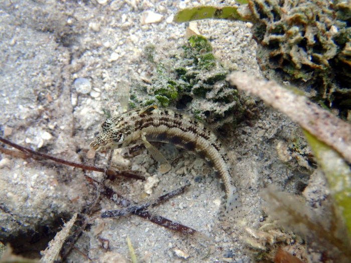 Parapercis australis