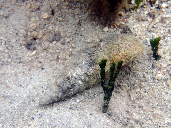 Mollusques