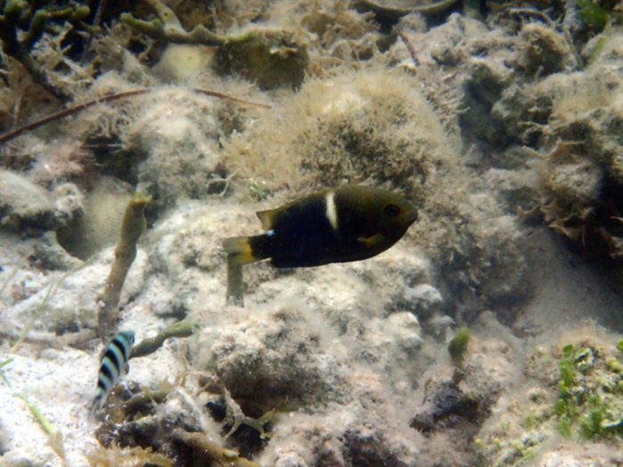 Chrysiptera biocellata