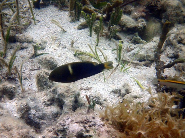Chrysiptera biocellata