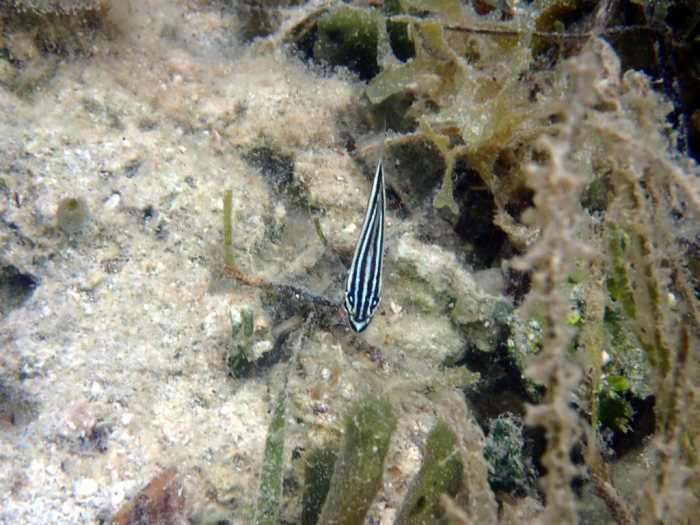 Ostorhinchus taeniophorus
