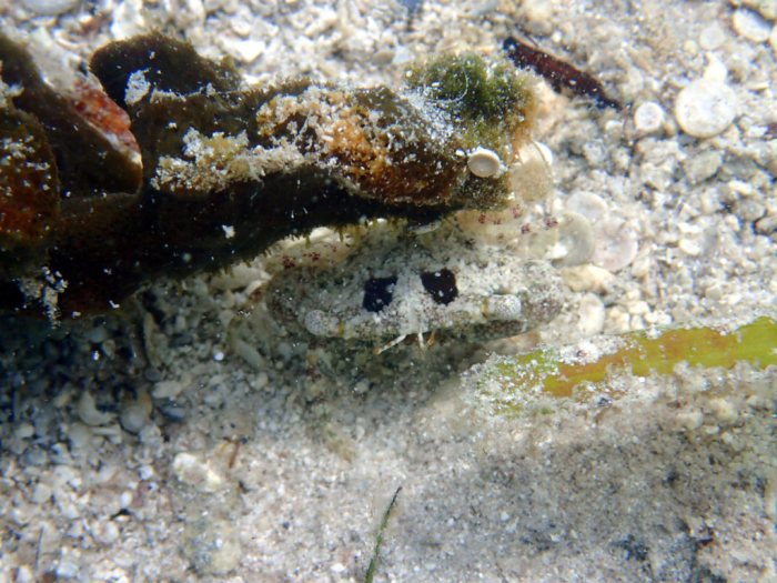 Crabe