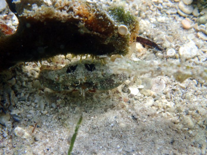 Crabe