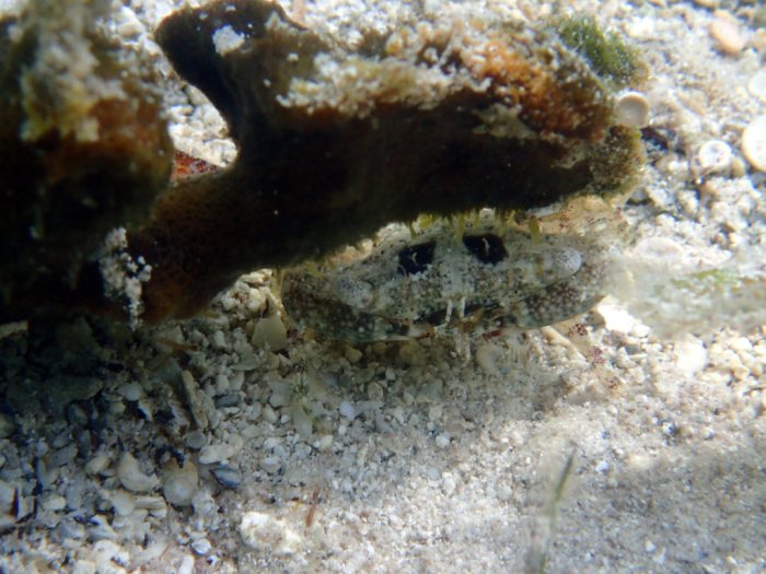 Crabe