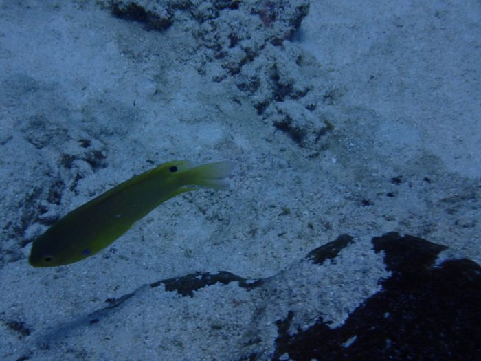 Pomacentrus bankanensis