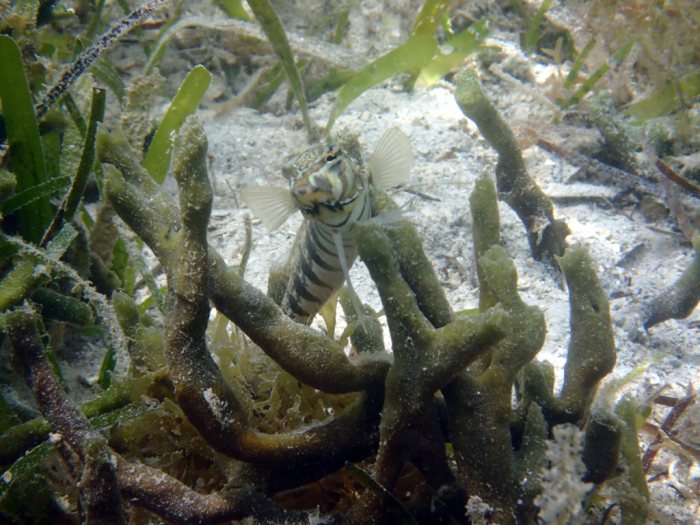Parapercis australis