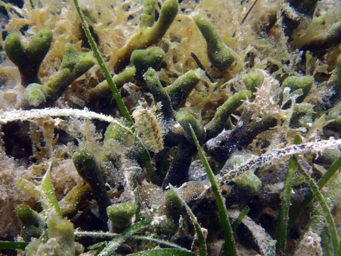 Poisson à trois nageoires