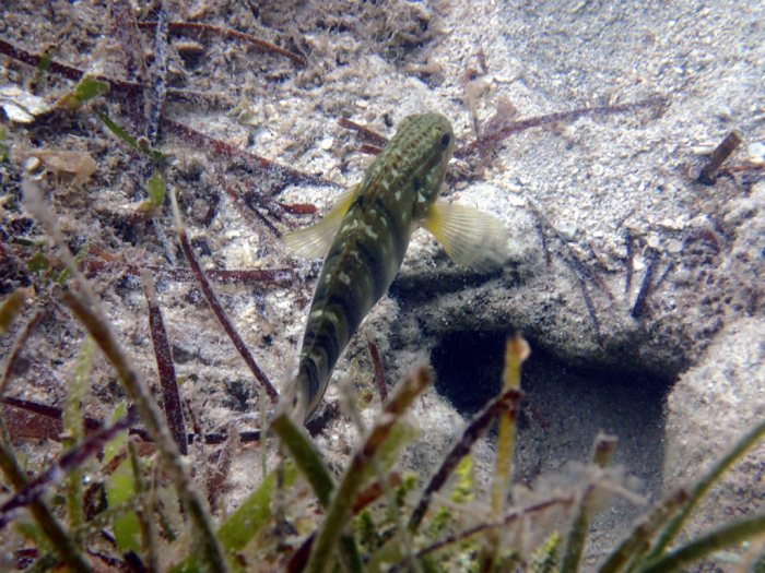 Amblygobius phalaena