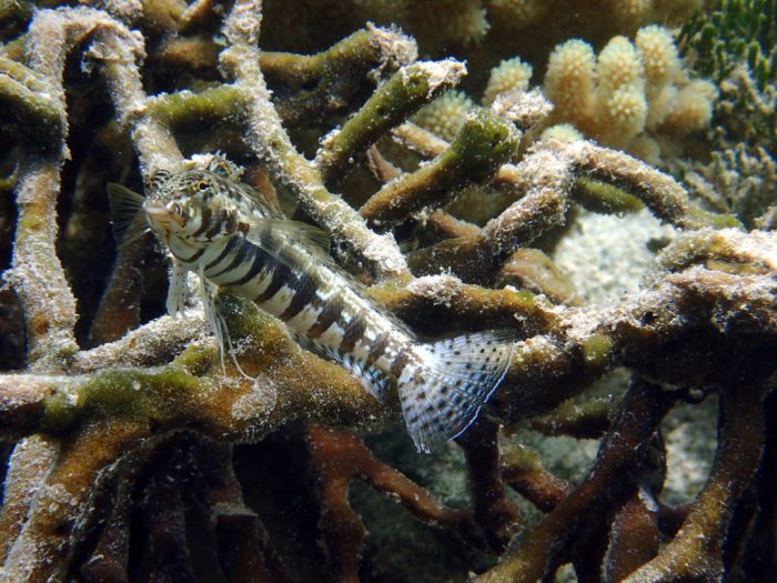 Parapercis snyderi