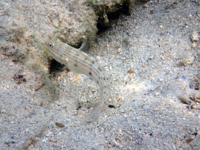 Valenciennea longipinnis