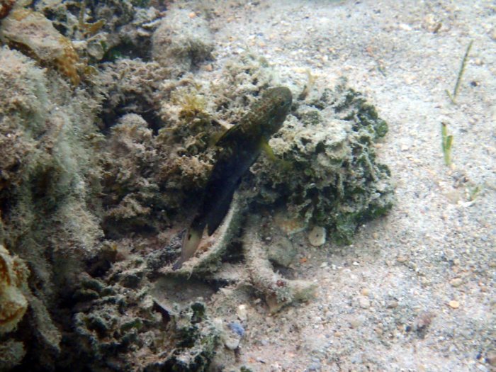 Amblygobius phalaena