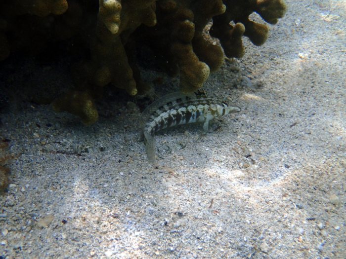 Parapercis australis