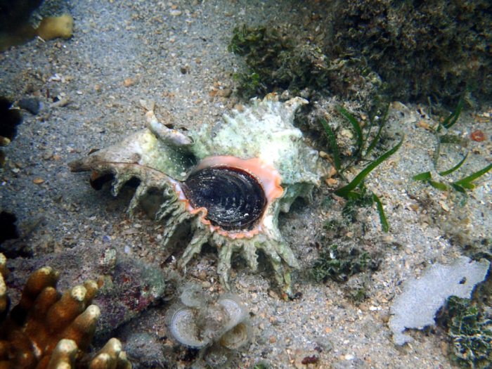 Mollusques