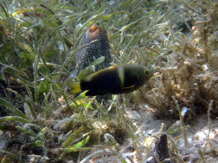 Chrysiptera biocellata