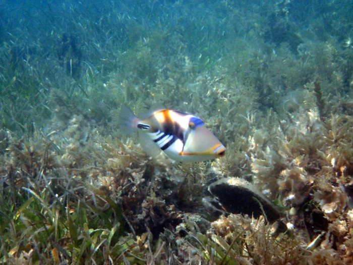 Rhinecanthus aculeatus