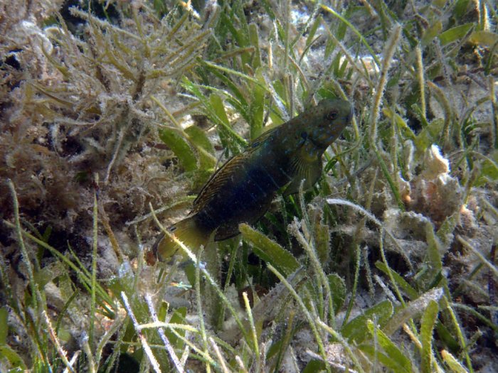 Amblygobius phalaena