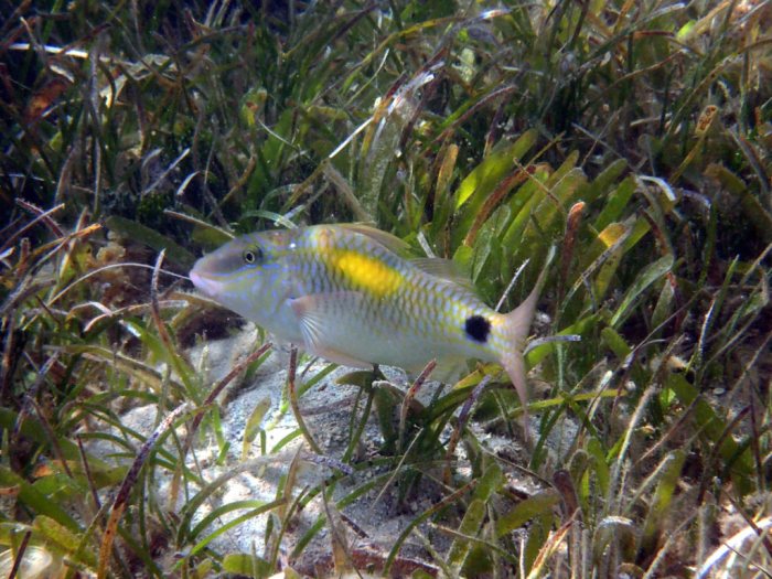 Parupeneus indicus