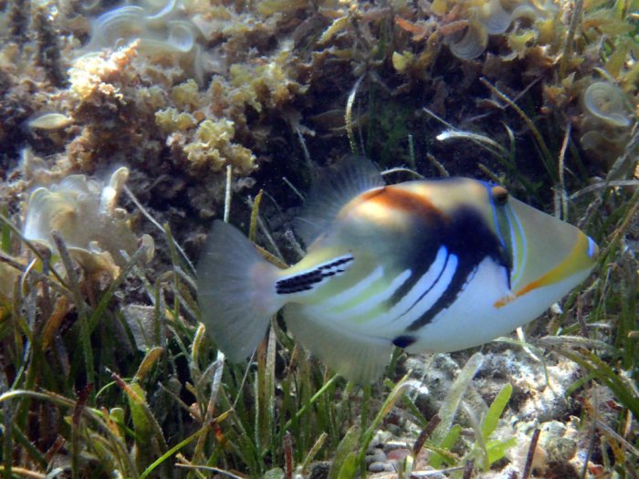 Rhinecanthus aculeatus