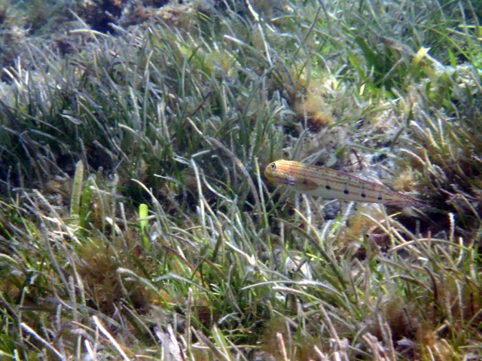 Valenciennea longipinnis