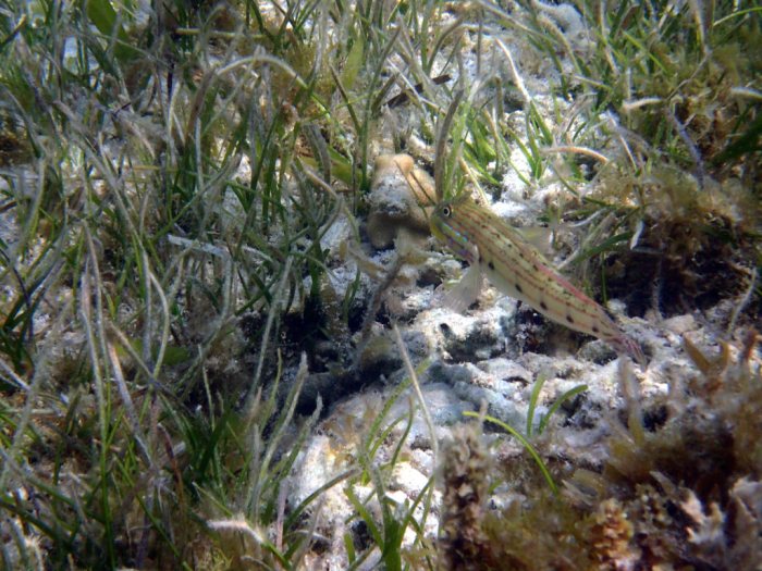 Valenciennea longipinnis