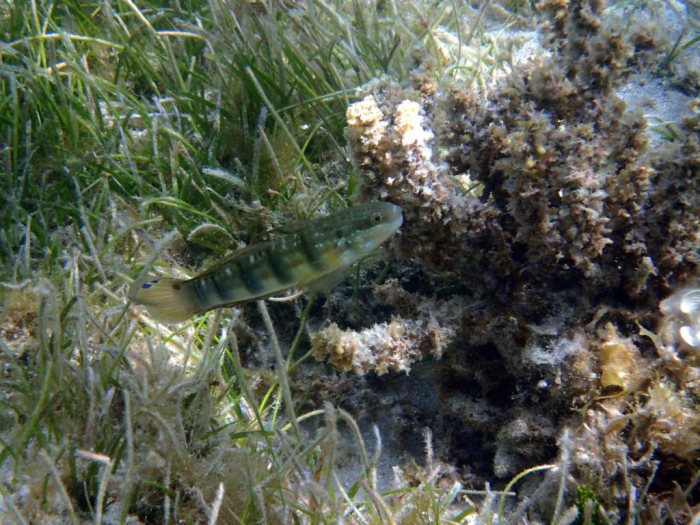 Amblygobius phalaena