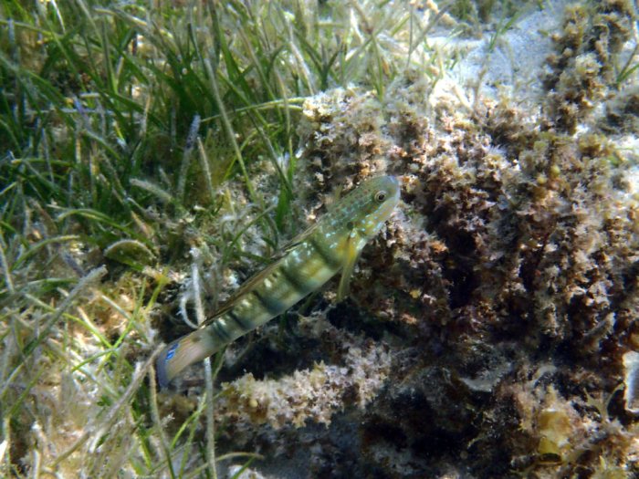 Amblygobius phalaena
