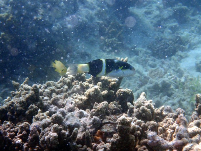 Thalassoma jansenii