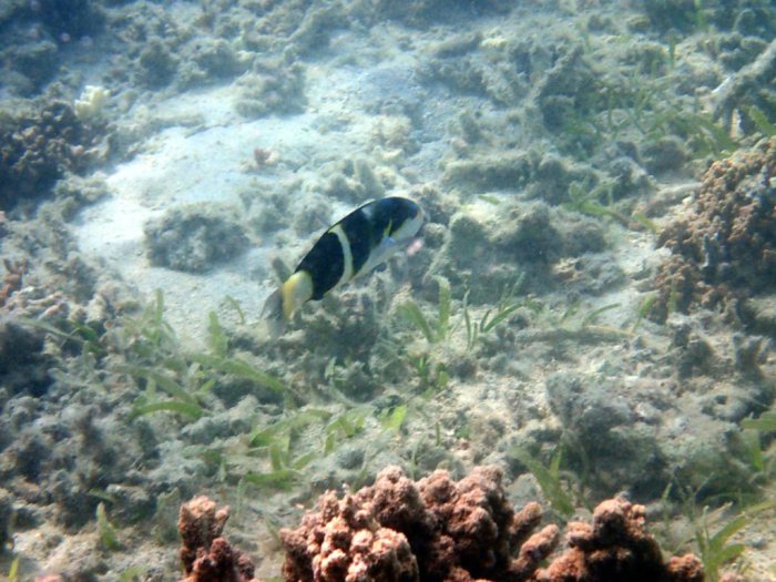 Thalassoma jansenii