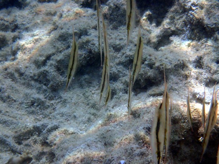 Aeoliscus strigatus
