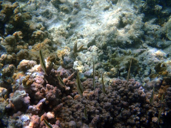 Aeoliscus strigatus