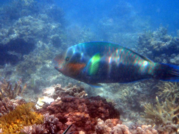 Poisson-perroquet